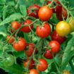 tomato-tips-380-1
