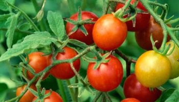 tomato-tips-380-1