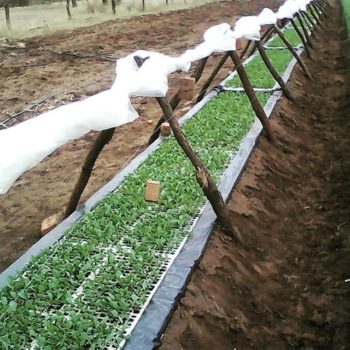 nursery