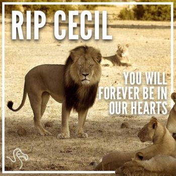 cecil
