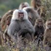 baboons