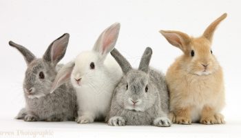 Four baby rabbits