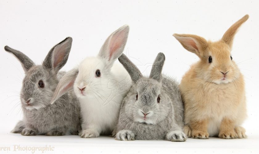 Four baby rabbits