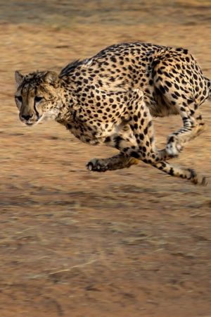 Cheetah-running