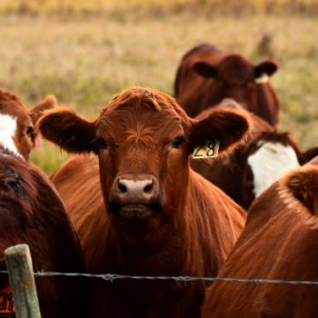 An image of young beef cattle standing near a barbed wire fence.