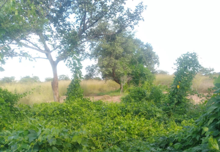 lkop